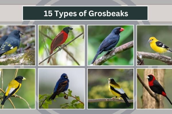 15 Types of Grosbeaks