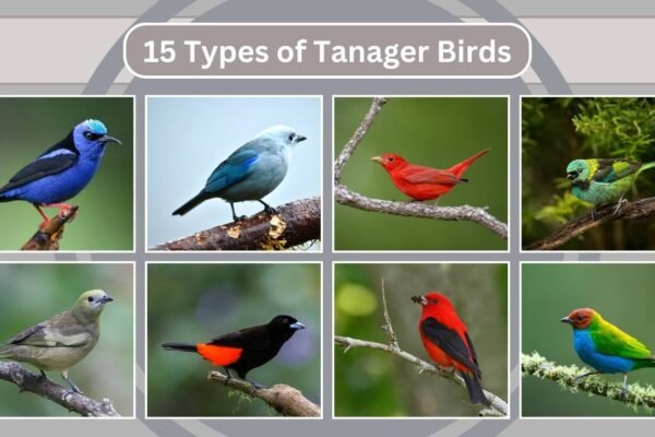 15 Types of Tanager Birds
