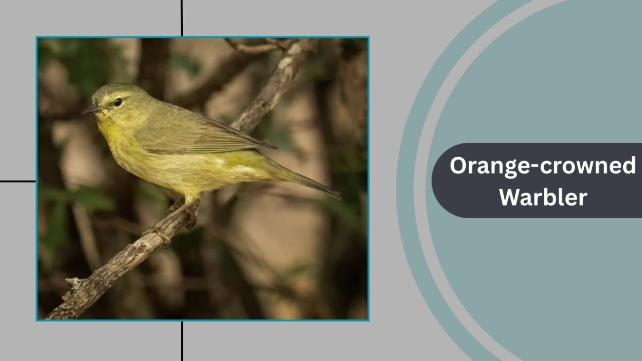Orange-crowned Warbler