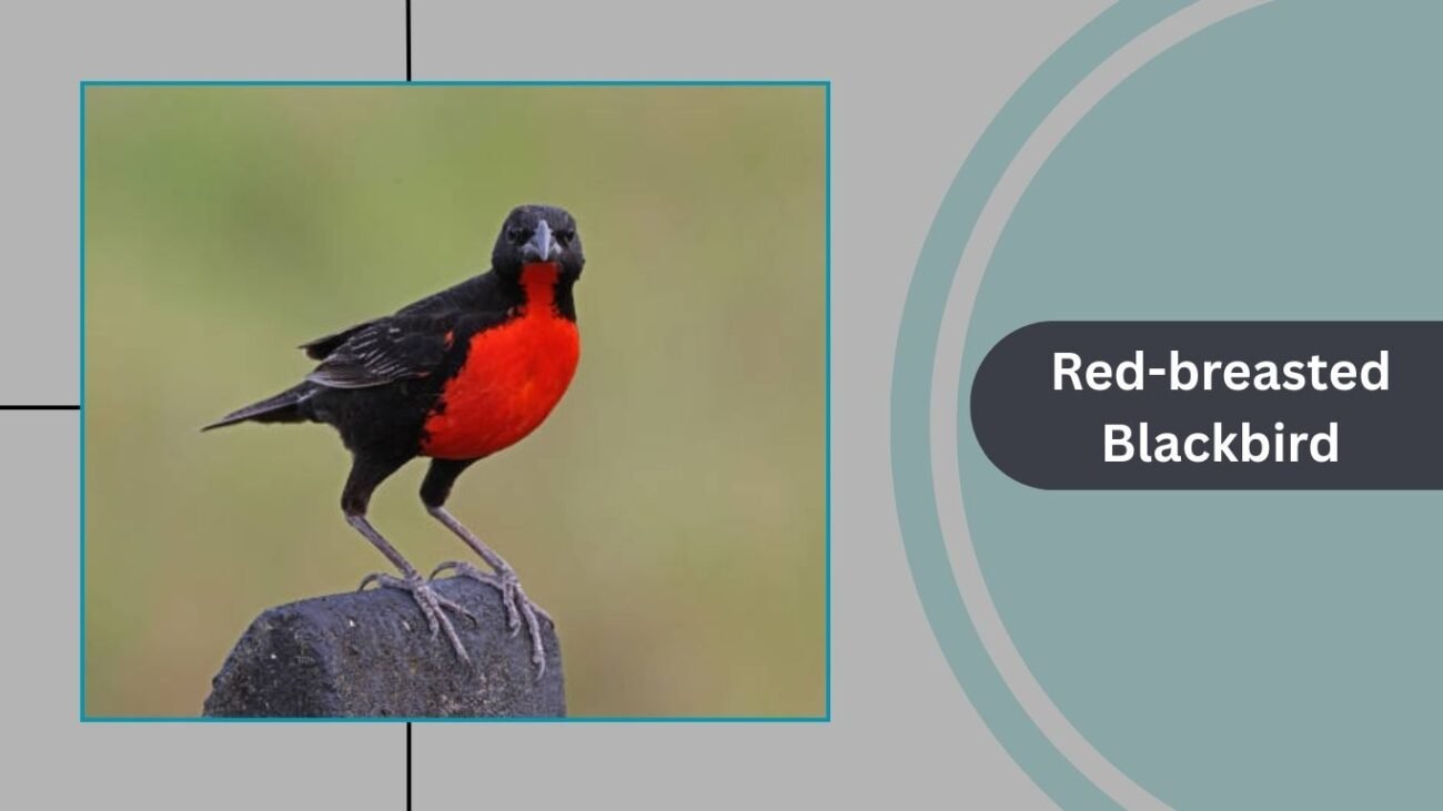 Red-breasted Blackbird