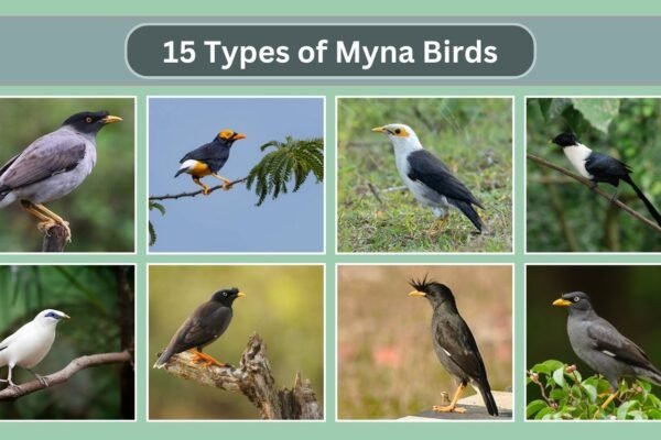 15 Types of Myna Birds