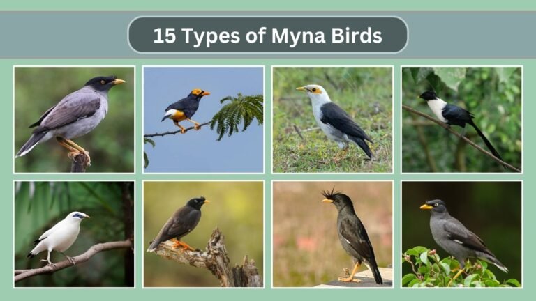 15 Types of Myna Birds: Identification with Pictures