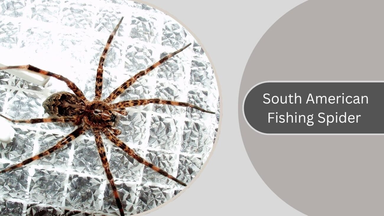 South American Fishing Spider
