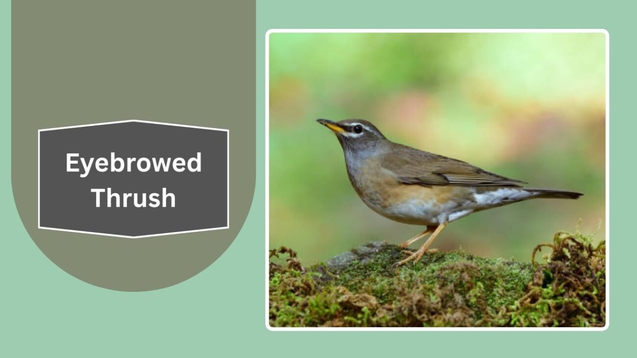 Eyebrowed Thrush