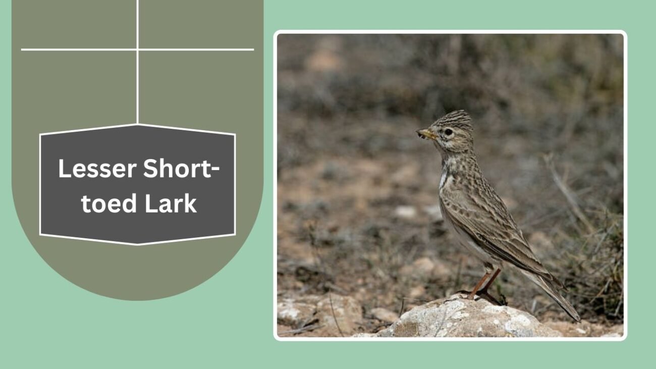Lesser Short-toed Lark