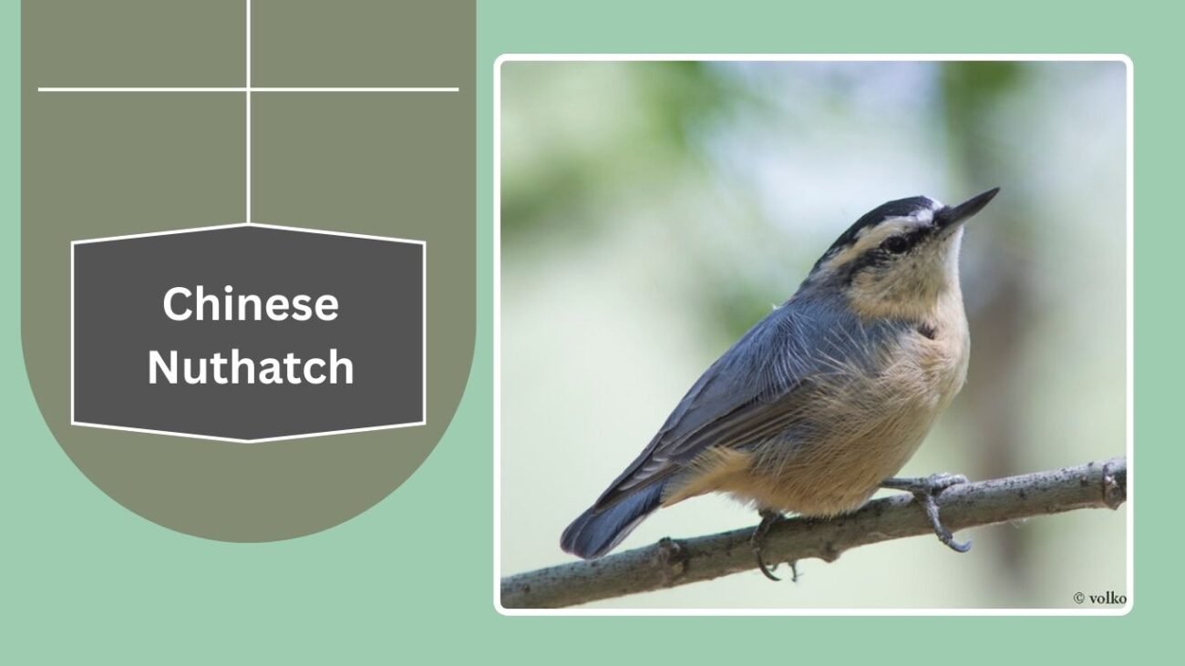 Chinese Nuthatch