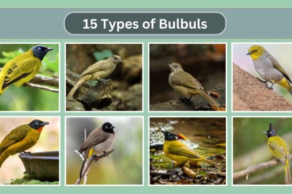 15 Types of Bulbuls