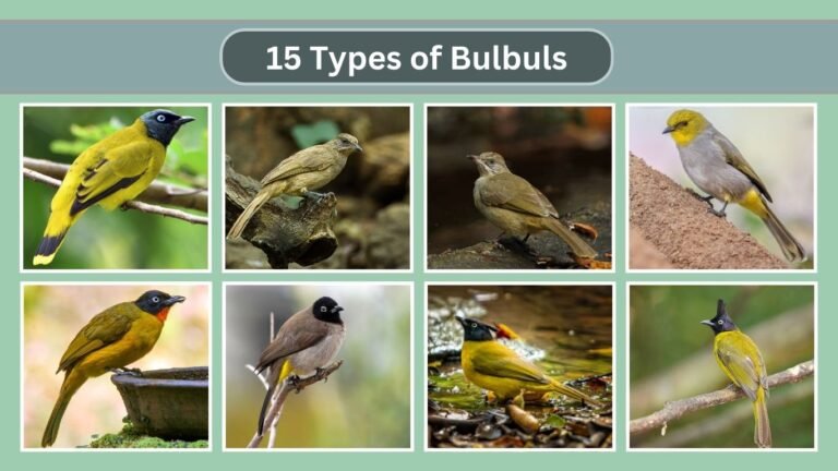 15 Types of Bulbuls
