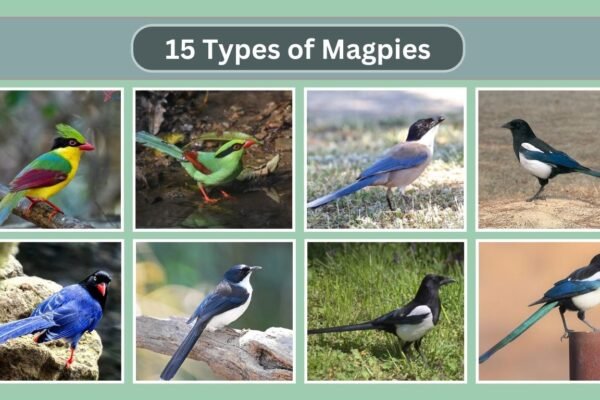 15 Types of Magpies
