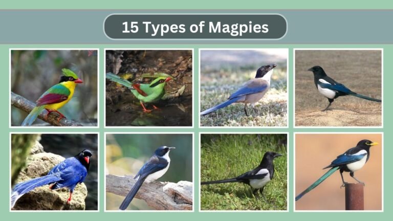 15 Types of Magpies: Identification With Pictures