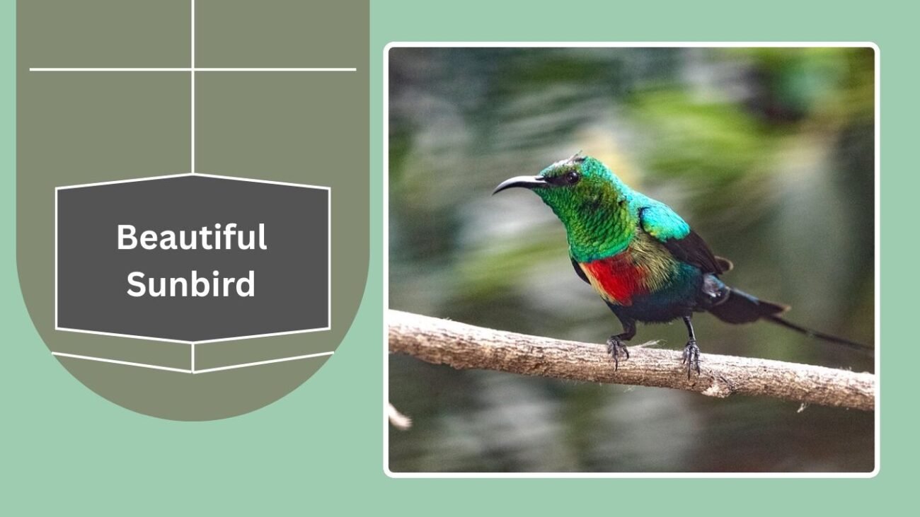 Beautiful Sunbird