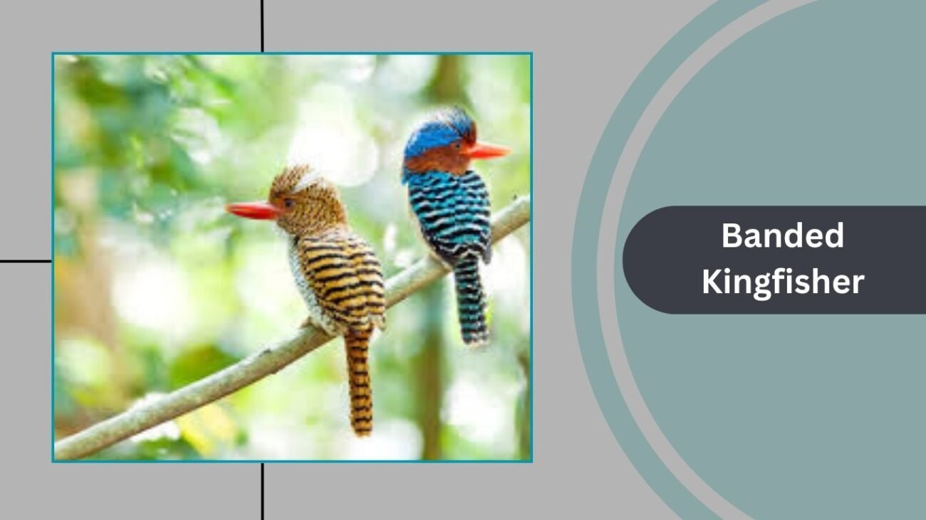 Banded Kingfisher