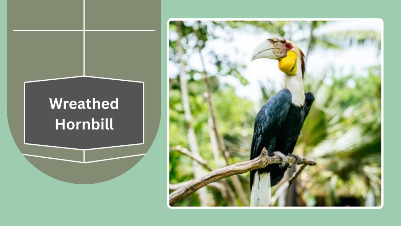 Wreathed Hornbill