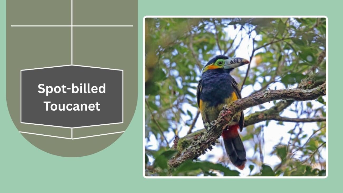 Spot-billed Toucanet
