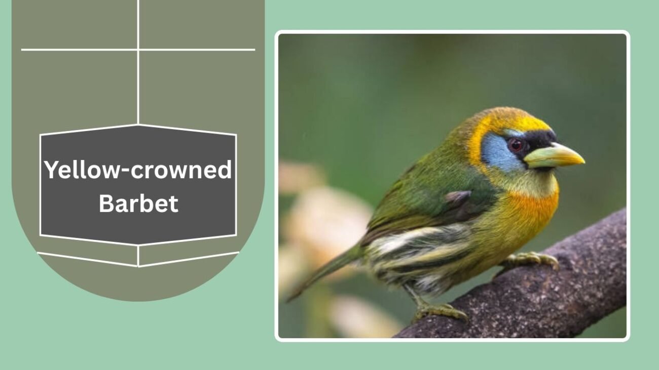 Yellow-crowned Barbet