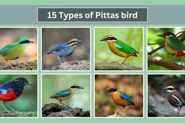 15 Types of Pittas bird