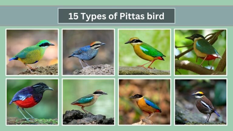 15 Types of Pittas bird