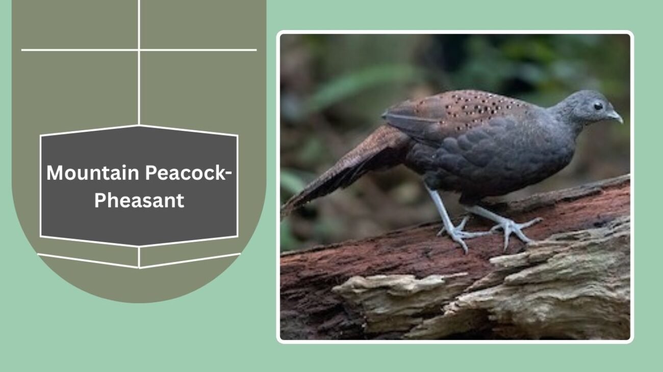 Mountain Peacock-Pheasant
