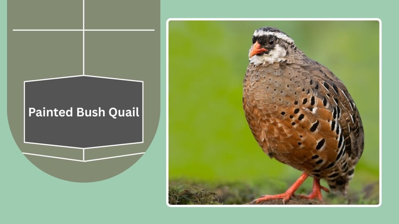 Painted Bush Quail
