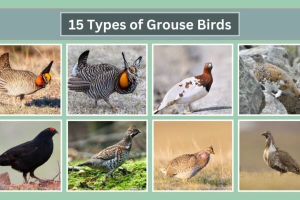 15 Types of Grouse Birds