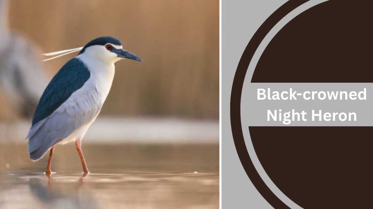 Black-crowned Night Heron