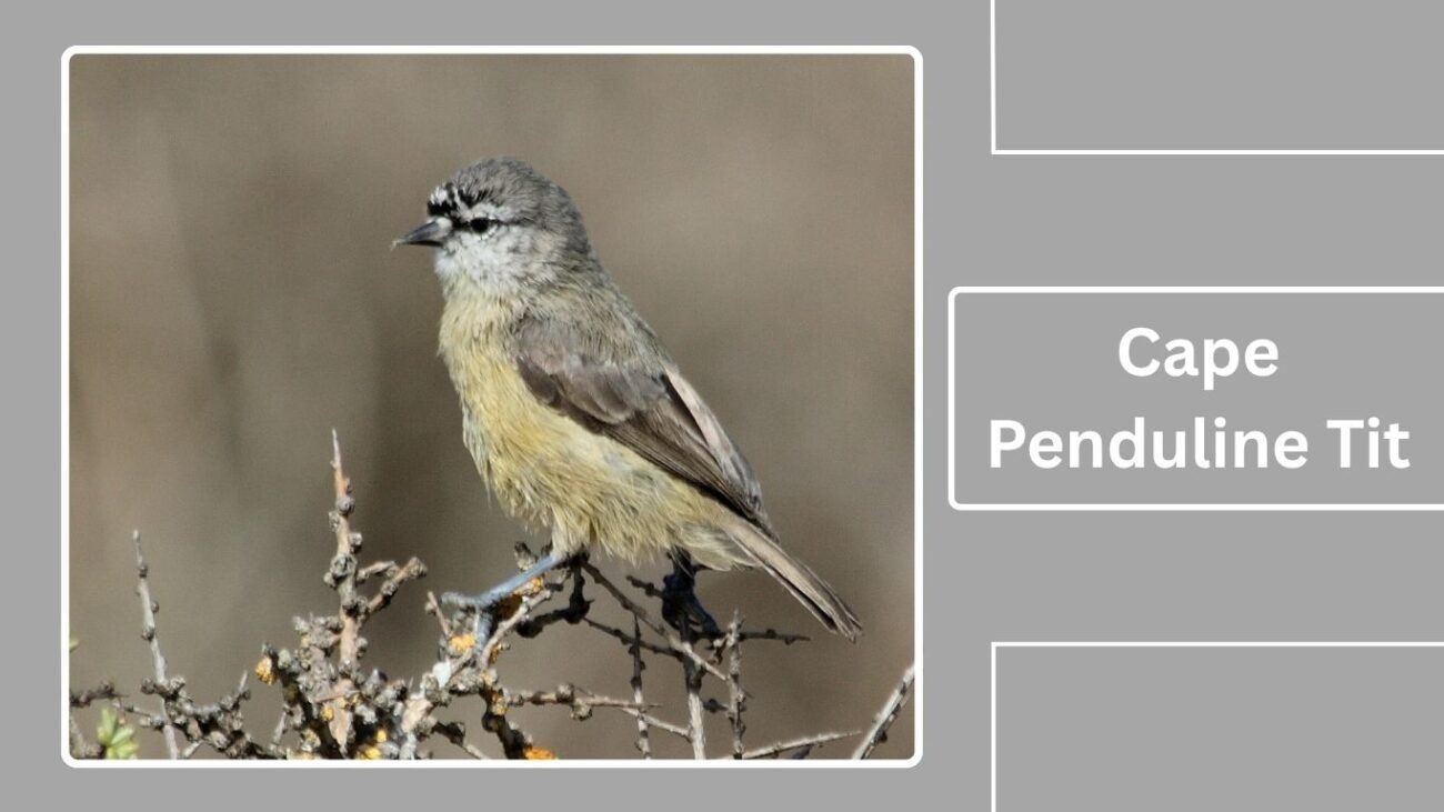Cape Penduline Tit