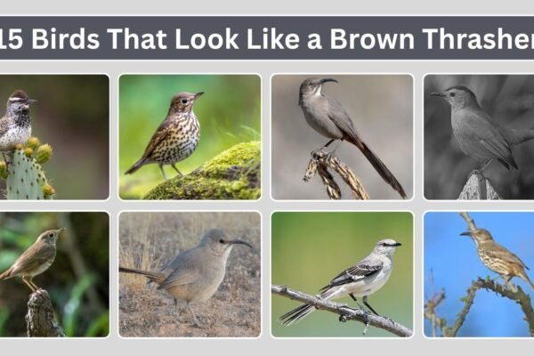 15 Birds That Look Like a Brown Thrasher