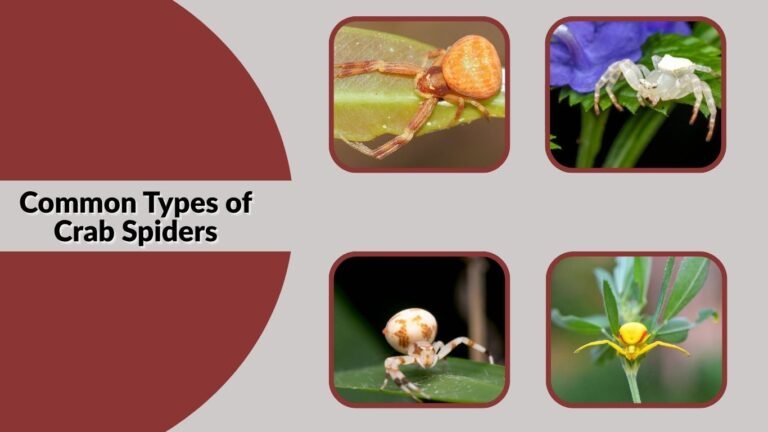 Types of Crab Spiders