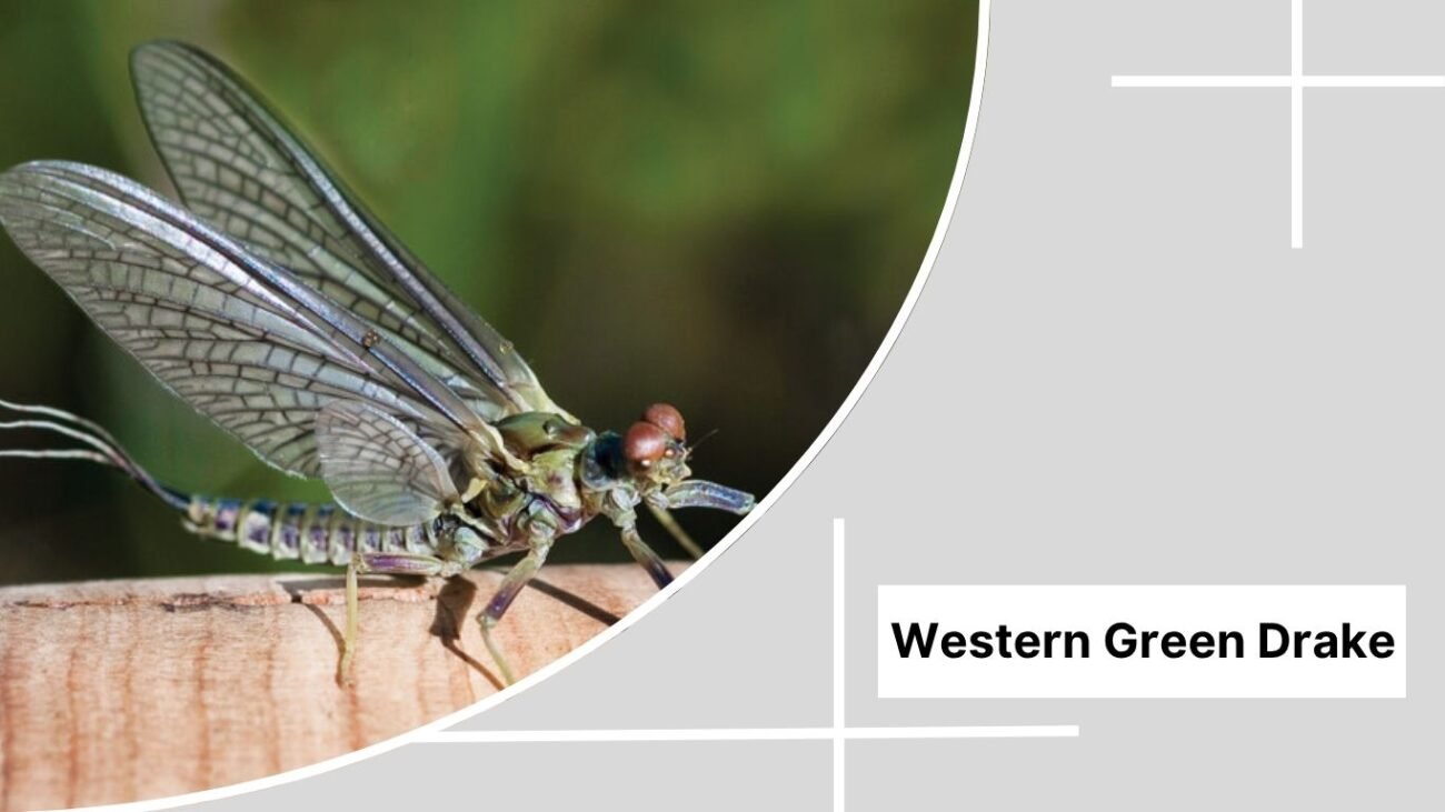 Western Green Drake 