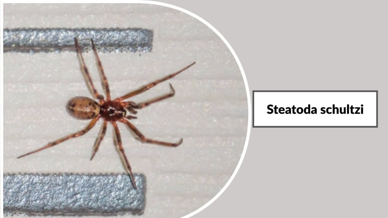 Steatoda schultzi