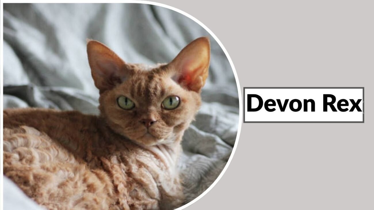 Devon Rex