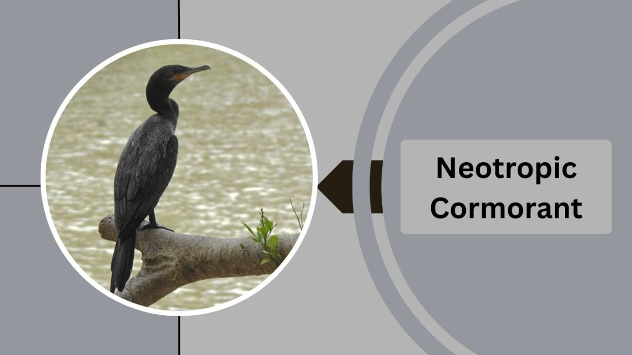 Neotropic Cormorant