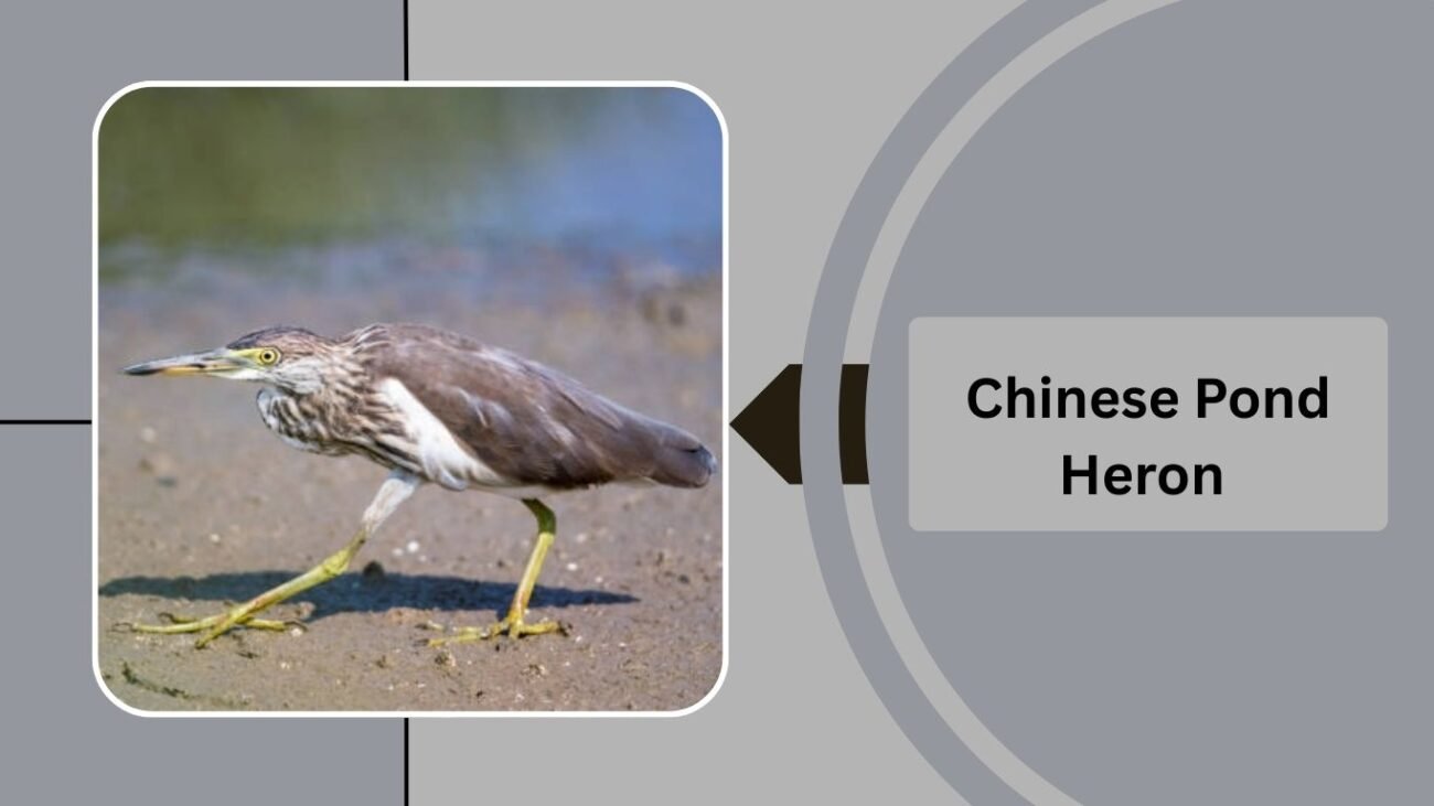  Chinese Pond Heron