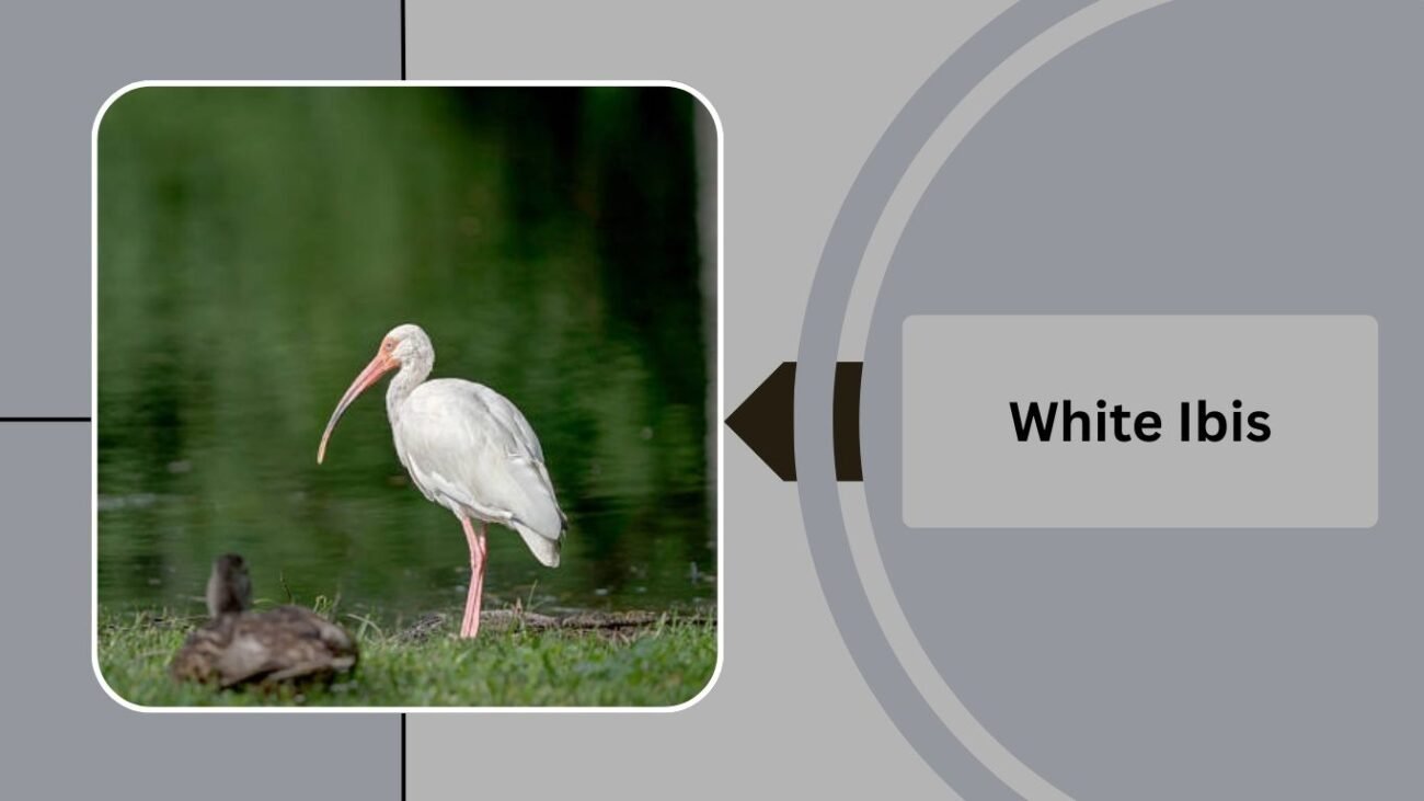 White Ibis