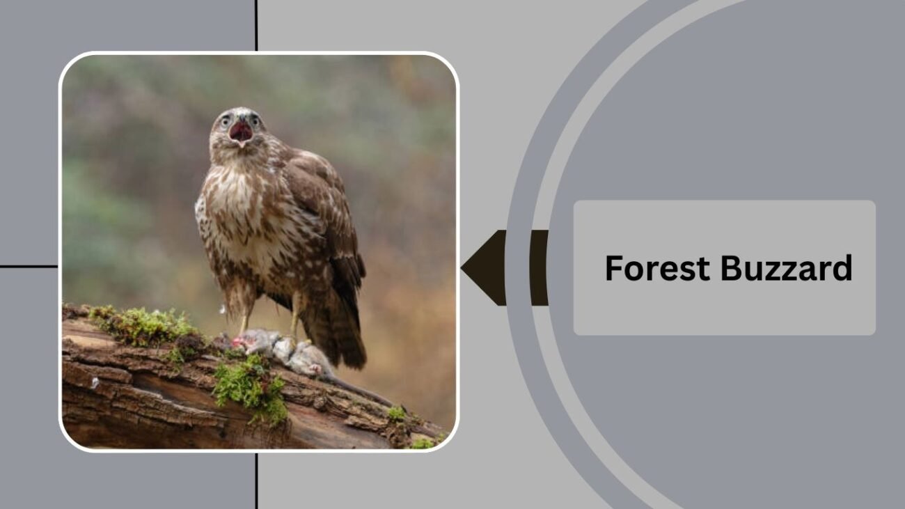Forest Buzzard