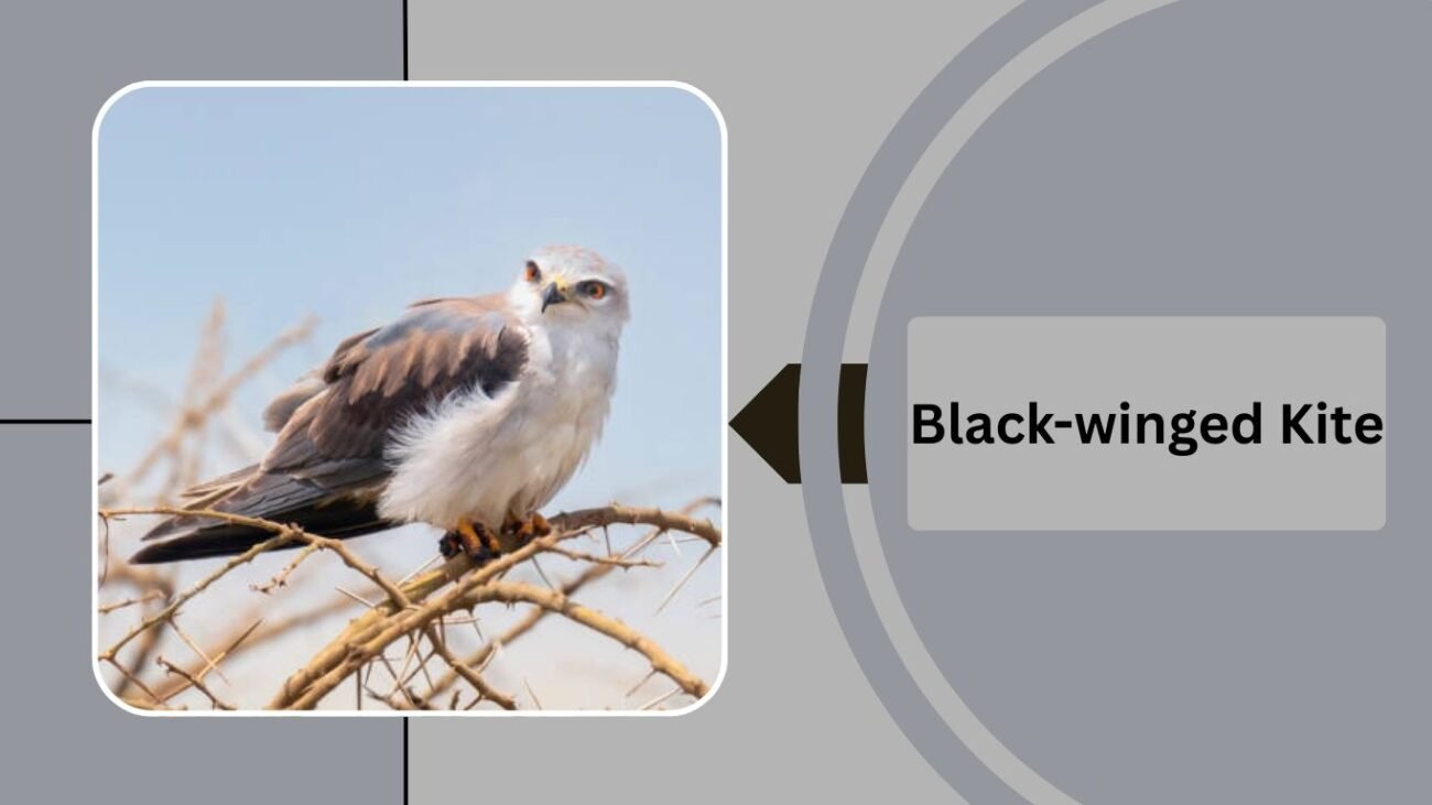 Black-winged Kite