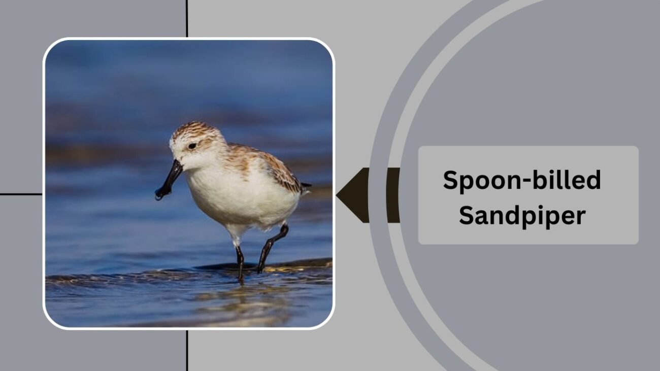 Spoon-billed Sandpiper