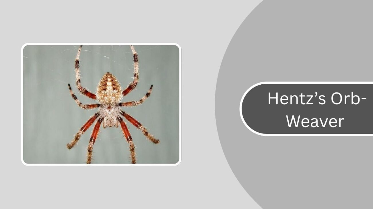 Hentz’s Orb-Weaver