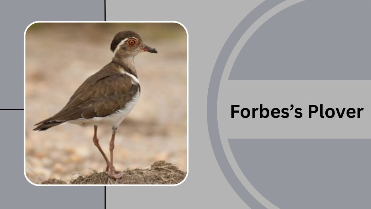  Forbes’s Plover