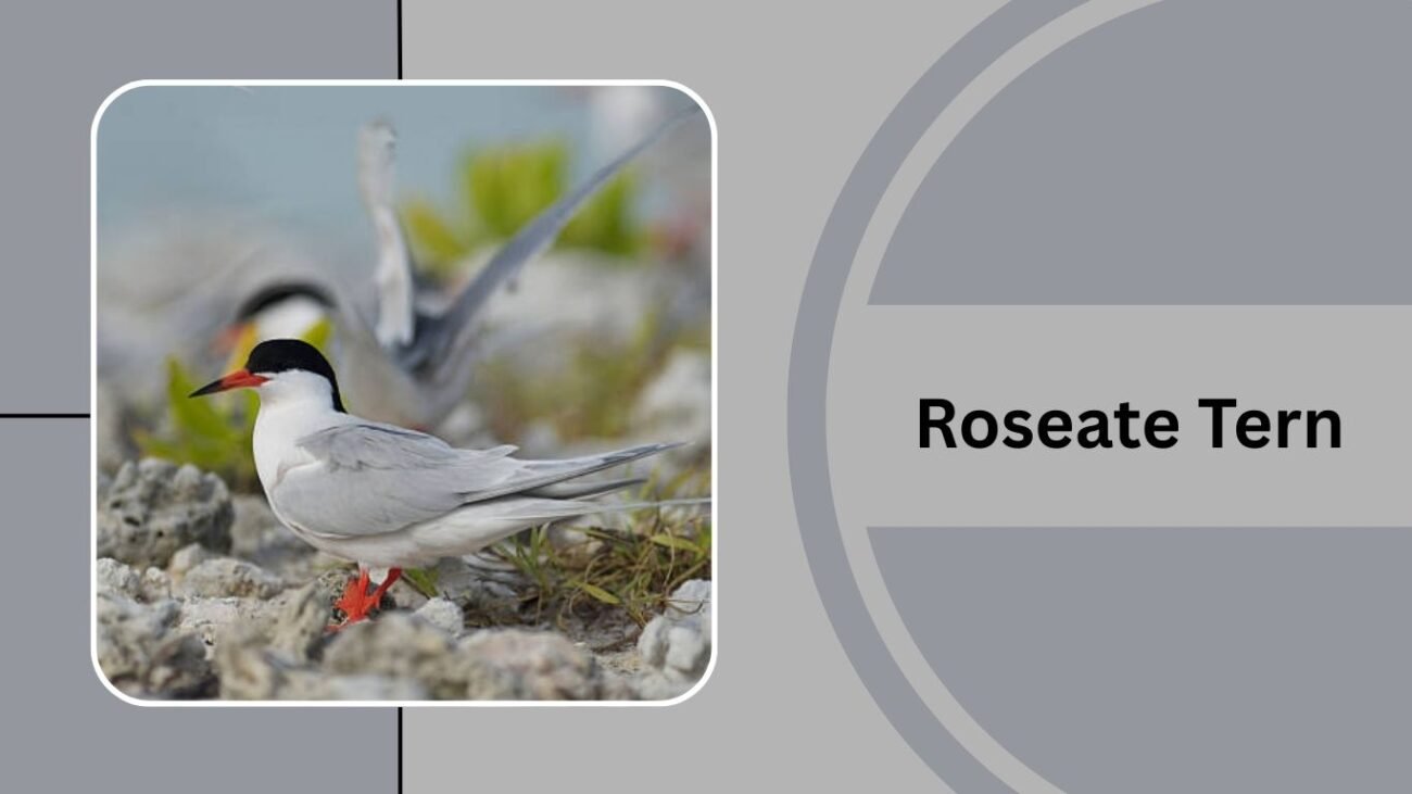 Roseate Tern