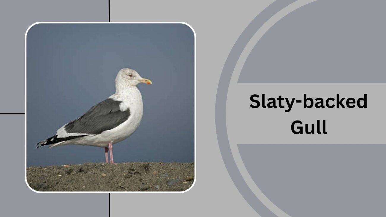 Slaty-backed Gull