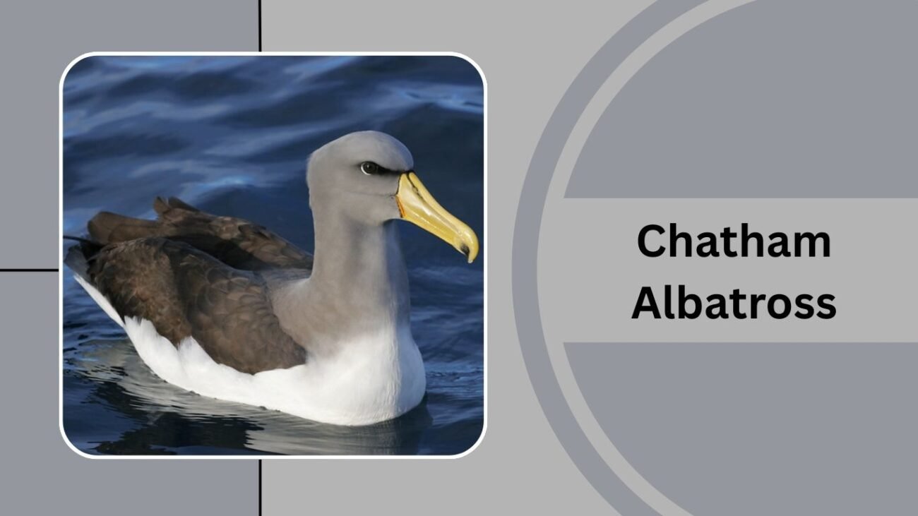 Chatham Albatross