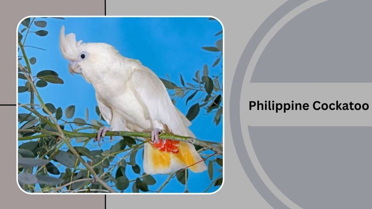  Philippine Cockatoo