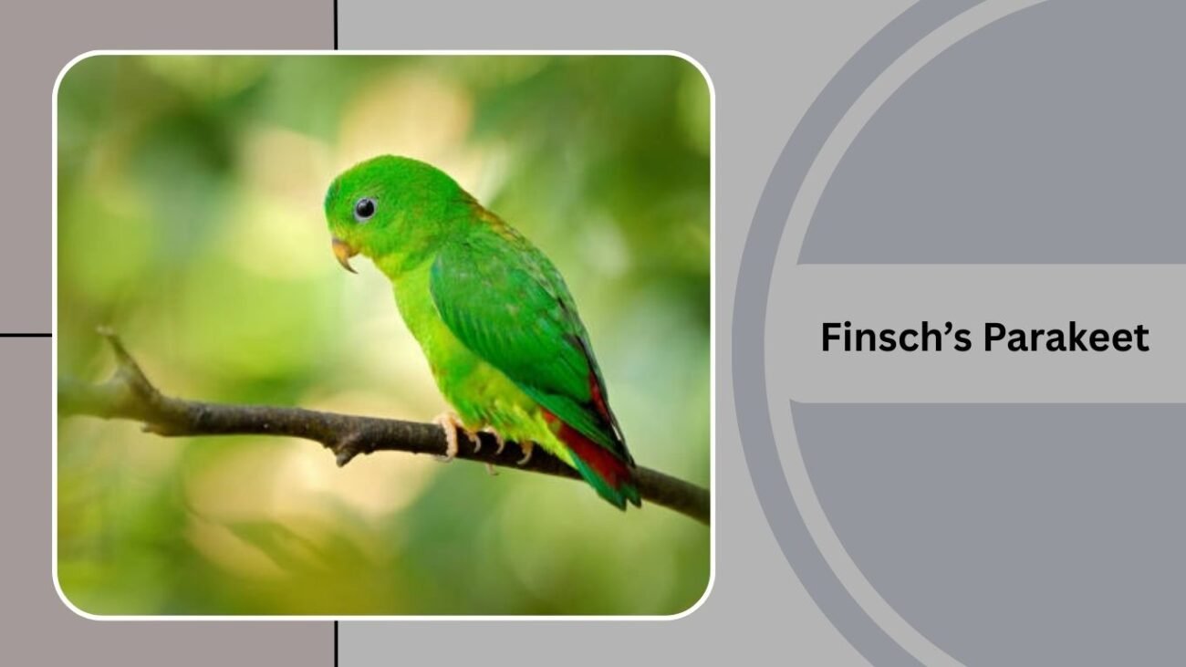  Finsch’s Parakeet