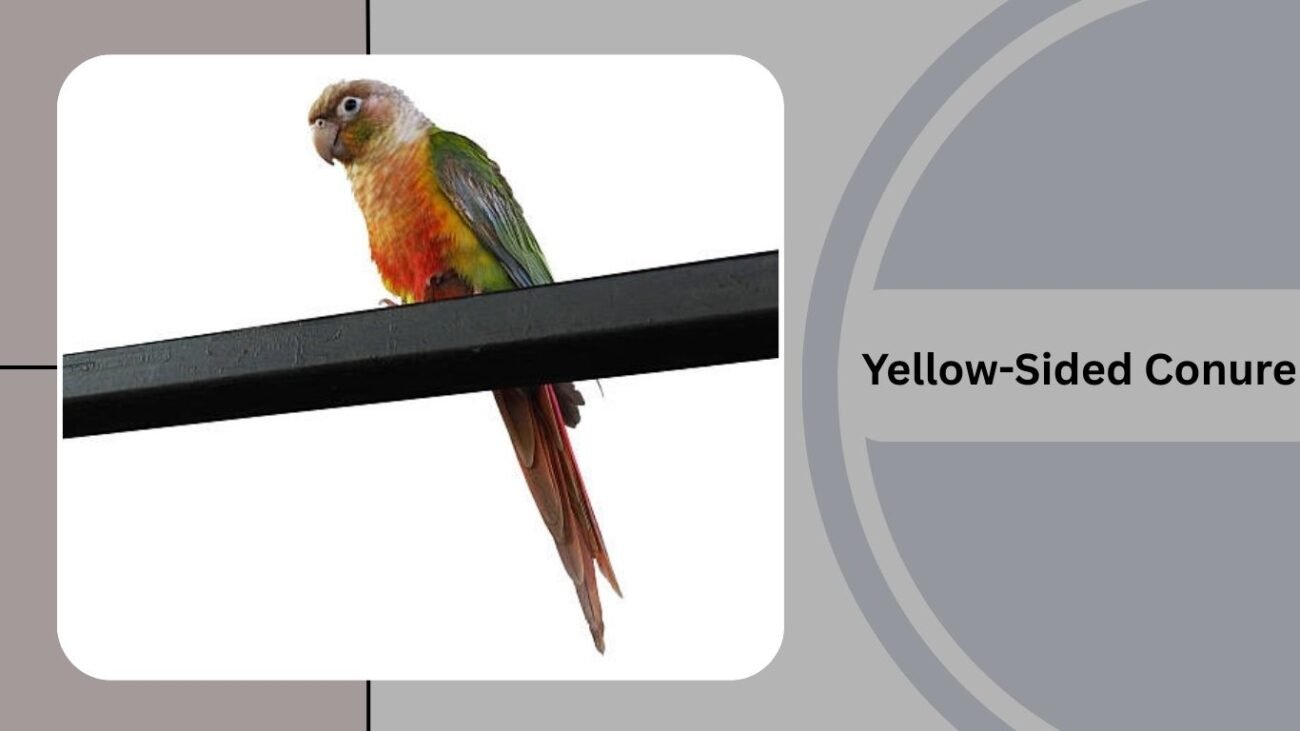 Yellow-Sided Conure