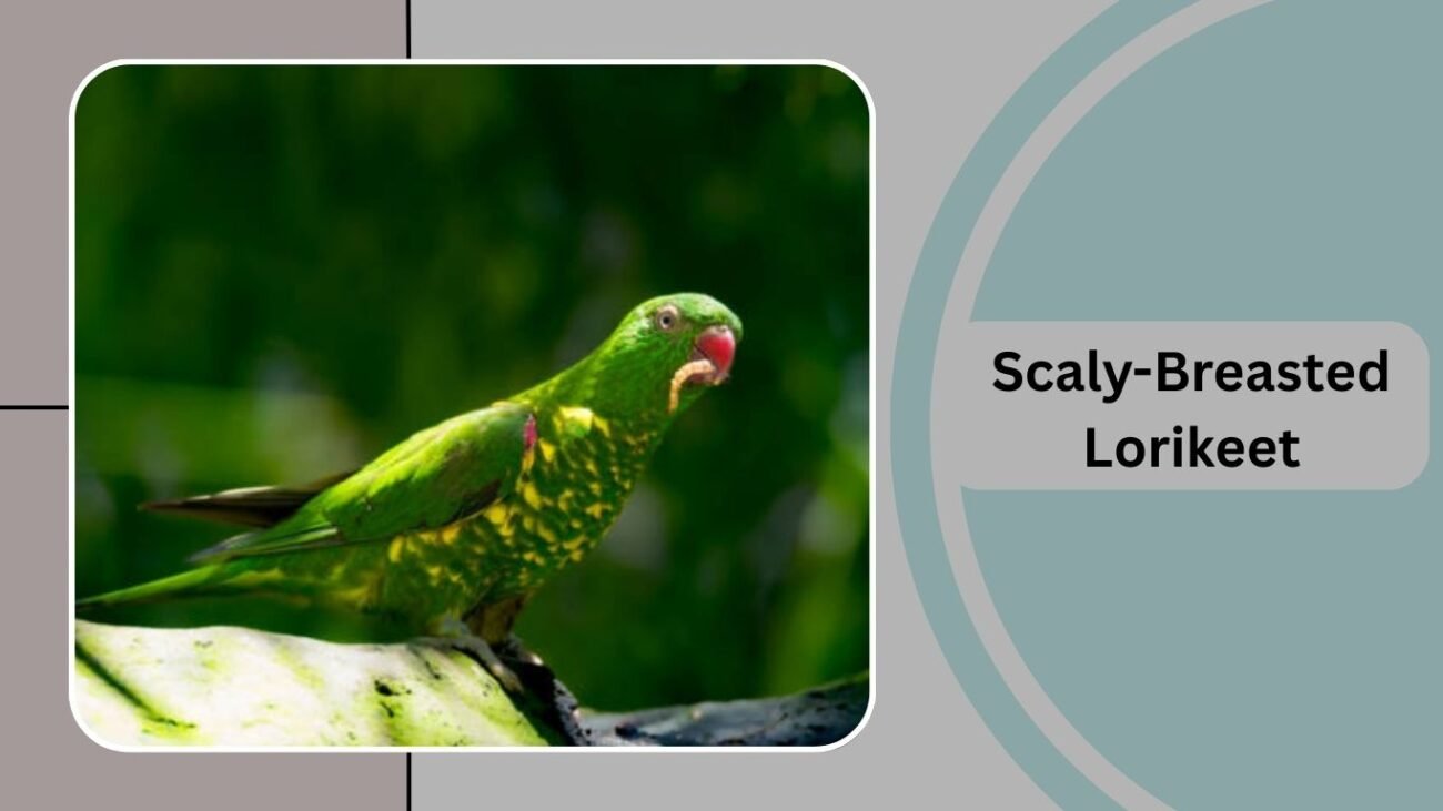 Scaly-Breasted Lorikeet