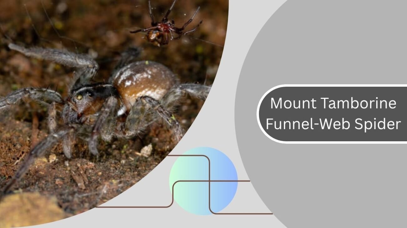 Mount Tamborine Funnel-Web Spider