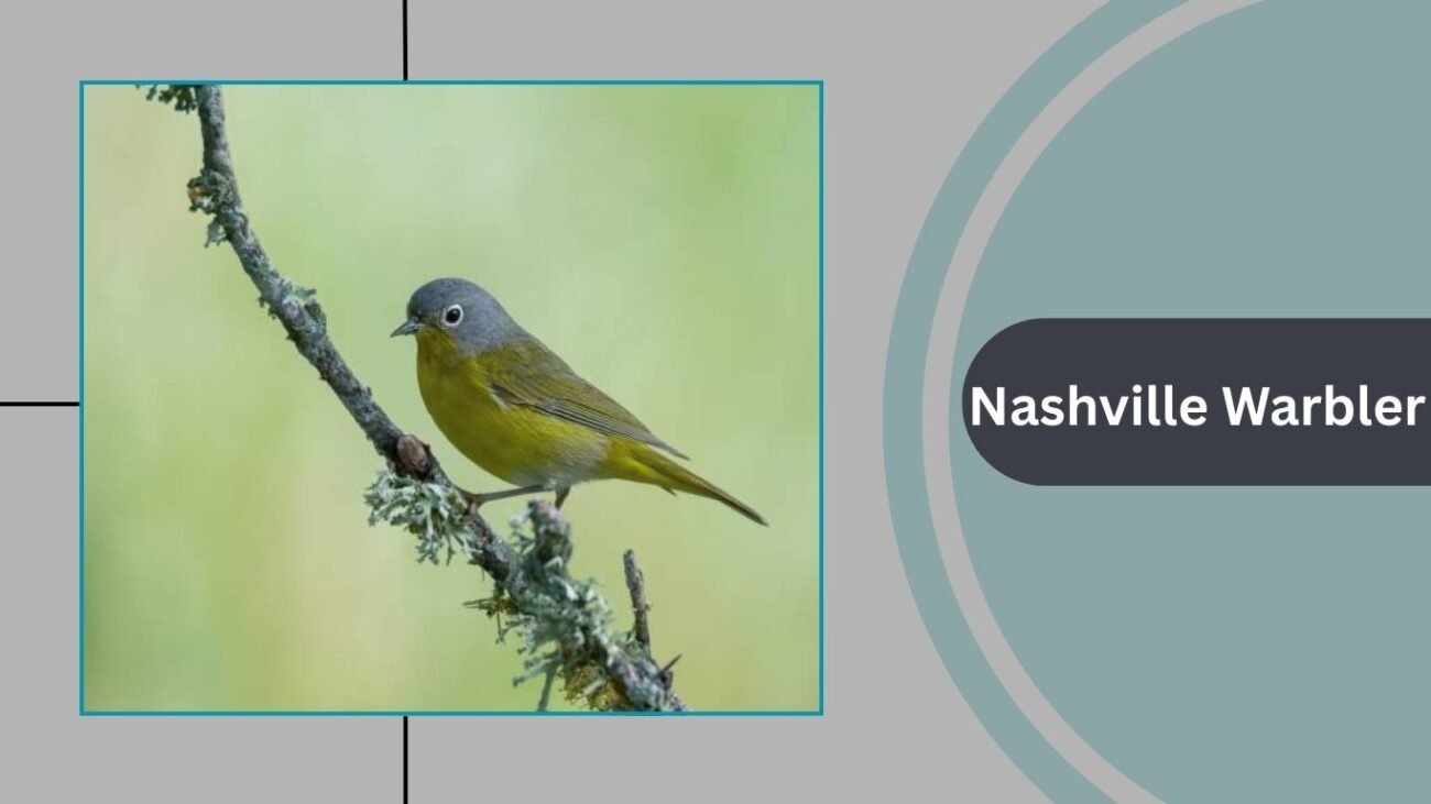 Nashville Warbler