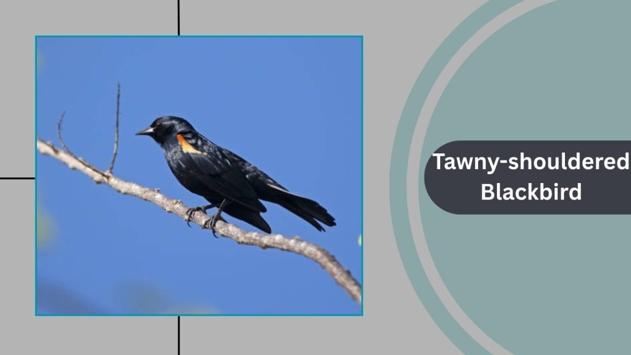 Tawny-shouldered Blackbird