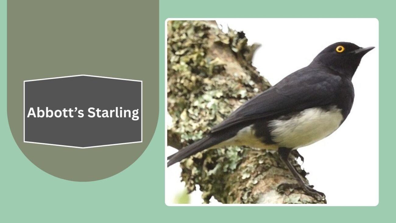 Abbott’s Starling